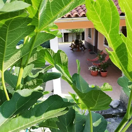 Doli